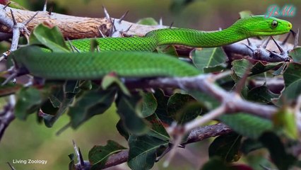 Những Điều Đáng Sợ Nhất Khi Đi Vào Rừng Sâu