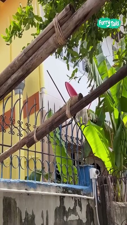 Lach dich schlapp mit Lustige Pfoten Ч. 50