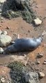 Friendly seal waves hello in Scarborough