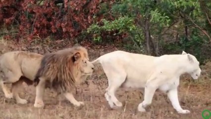 Amazing Wild Animals in 4K | Relaxing Jungle Video