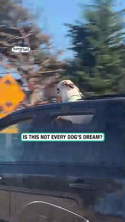 Floppy Doggo Enjoying Fast Car Ride 😂