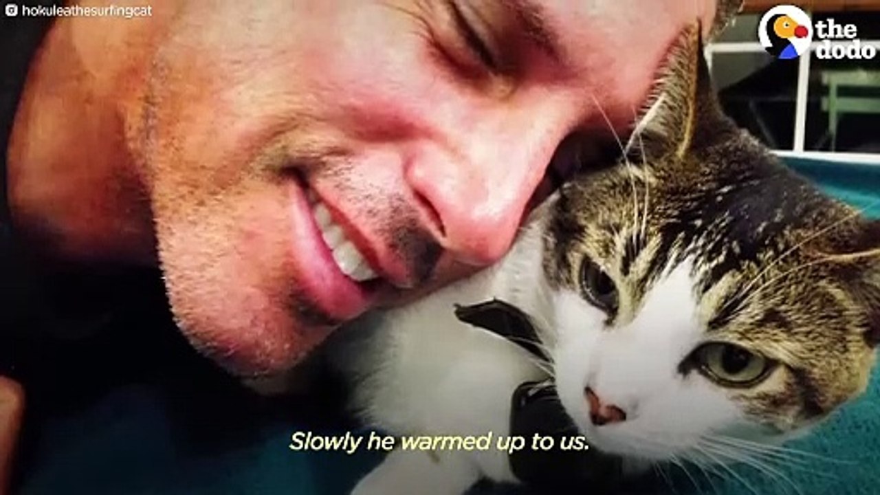 This Hawaiian Cat Loves Surfing With His Parents _ The Dodo