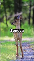 5 mind blowing psychology facts about animals part-4 #facts #interestingfacts #animals #shorts