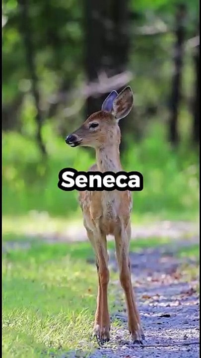 5 mind blowing psychology facts about animals part-4 #facts #interestingfacts #animals #shorts