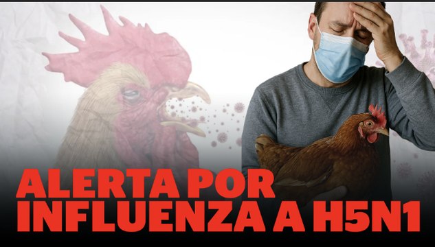 Influenza aviar A (H5N1): ¿cuáles son los síntomas de la enfermedad en los humanos? | Reporte Indigo