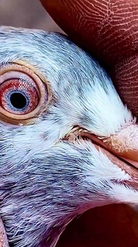 Subscribe Our YouTube Channel For Complete Videos youtube.com/@PakistanPigeonAssociation