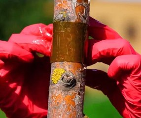 Smart Hacks to Keep Bugs Away!