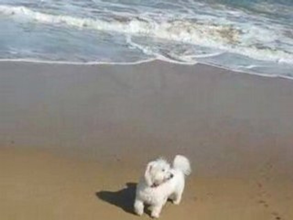 Saint-Jean de Luz : un petit chien à la plage