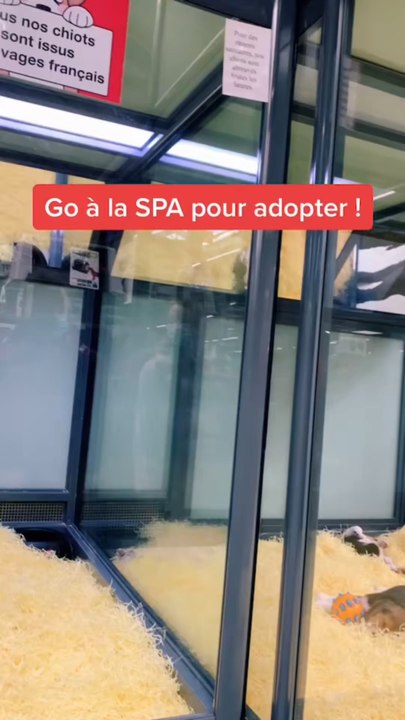 Tu as des animaux ?