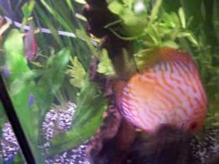 Lundi pigeon enerve mvt brusque frott repas