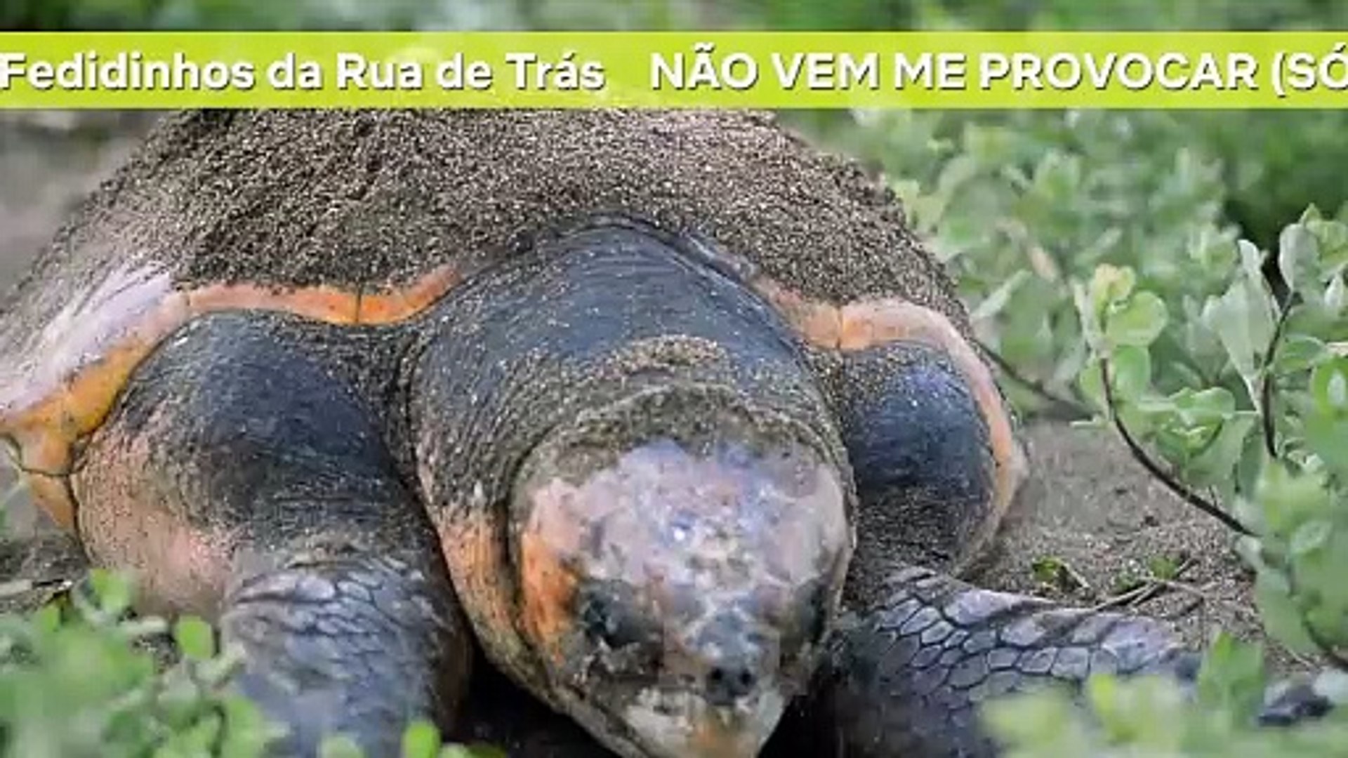 ⁣TOP Hits Planeta Bizarro: os melhores na balada animal | Netflix Brasil