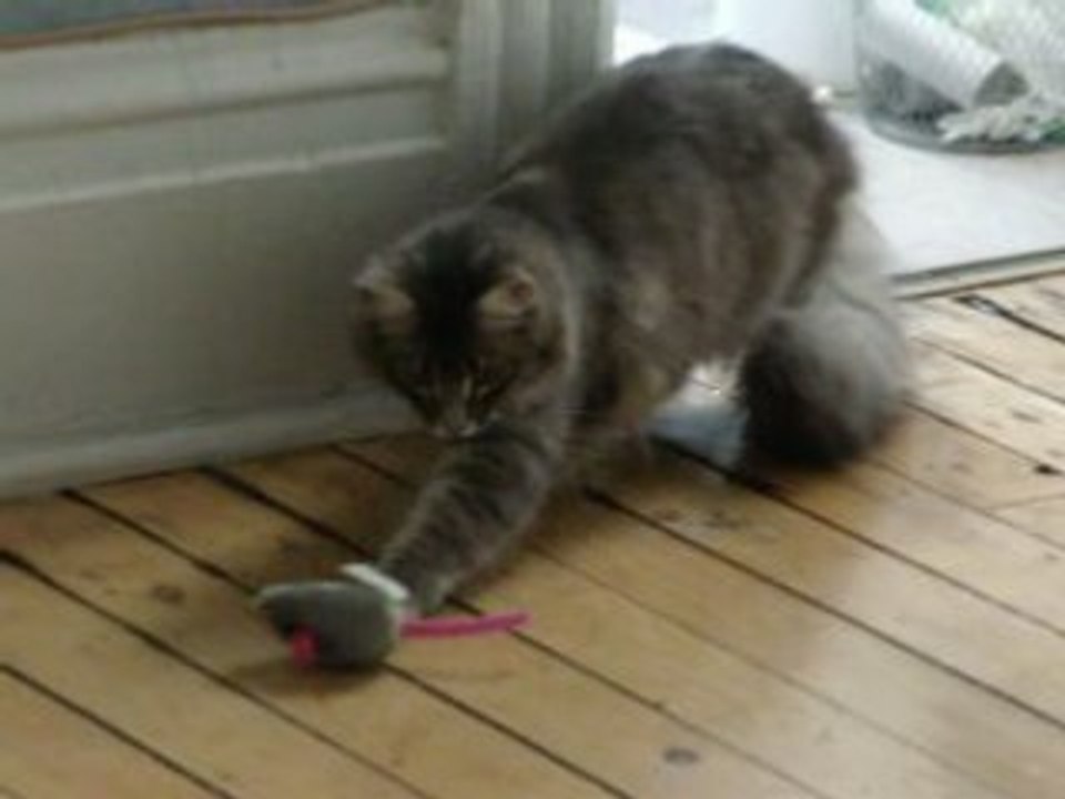 Cirka et la souris