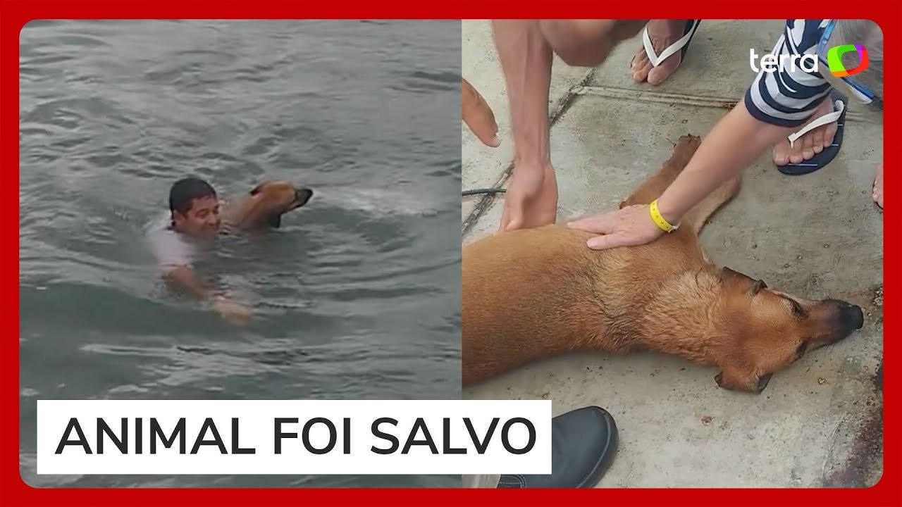 Homem pula de balsa no mar e resgata cachorro que estava à deriva no litoral de SP