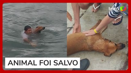 Homem pula de balsa no mar e resgata cachorro que estava à deriva no litoral de SP