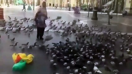 Shabbir Hussain is feeding the pigeon _ e-community news TV_Madinashareef_2022_
