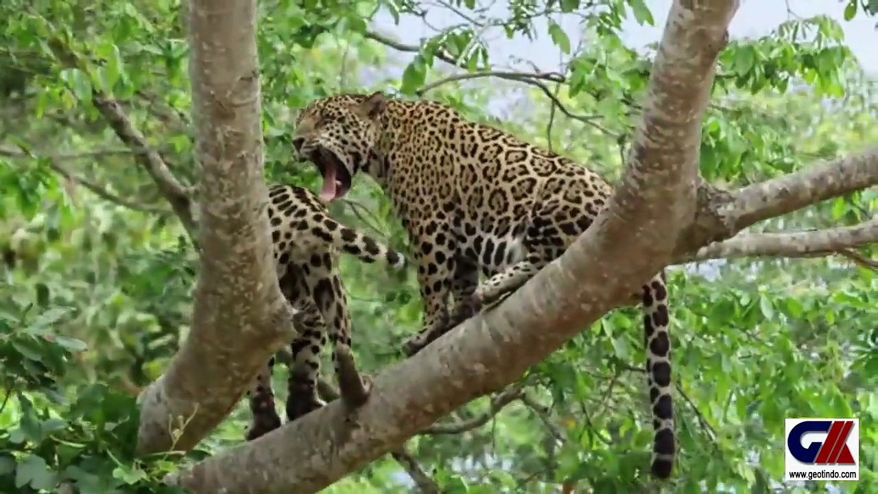 JAGUARS VS CAINMANS