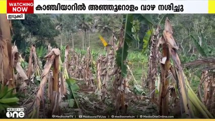 വേനൽ മഴ; ഇടുക്കിയിൽ വ്യാപക കൃഷിനാശം