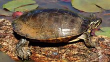 Exploring the Eastern River Cooter