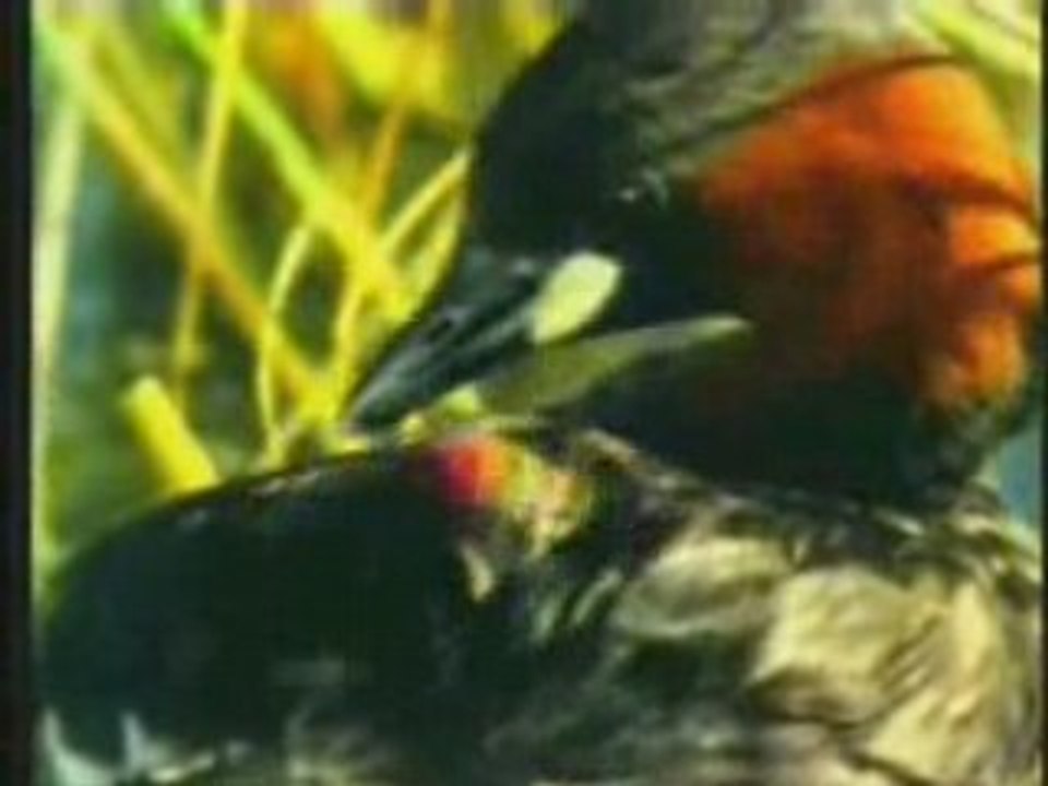 L'Altruisme dans la nature 2de3