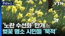 노란 수선화 물결...도심 속 수목원, 상춘객 '북적' / YTN