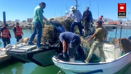 En el Alto Golfo de California, liberan 17 totoabas y dos tortugas
