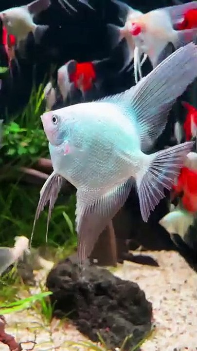 Aquarium 48
