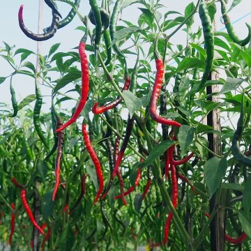 Planting peppers in a pot! 🌶️