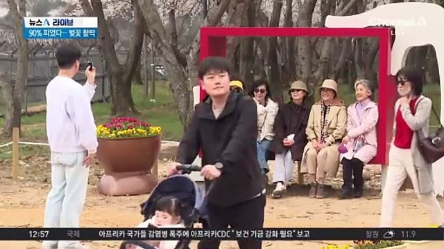 연분홍 벚꽃 터널…군항제 벚꽃 개화율 90%