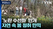 노란 수선화 물결...도심 속 수목원, 상춘객 '북적' / YTN