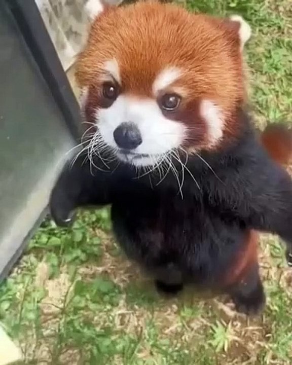 🌟 Get ready to dive into the enchanting world of Pandas! 🐼 In this video,