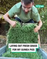 Lach dich schlapp mit Lustige Pfoten Ч. 53