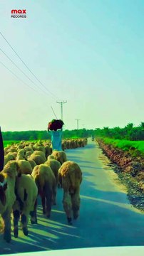 Travel to Village Stunning Views from Car ❤ Thank you for watching! If you enjoyed this Video, please follow my account and like this Post. Your support means everything to me and helps me keep creatin