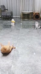 смешные видео, смешные коты.