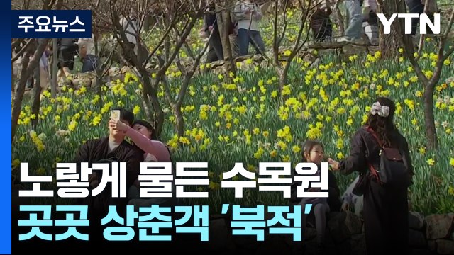 노란빛으로 물든 수목원...수선화 축제, 상춘객 북적 / YTN