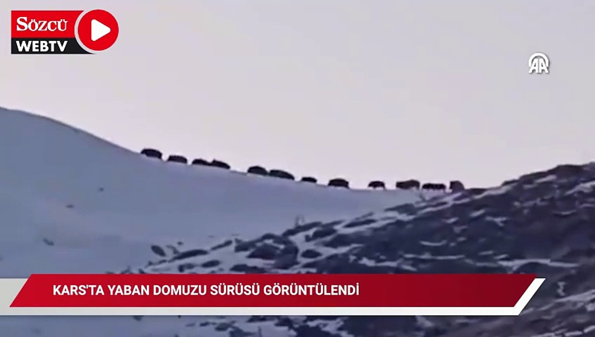 Yaban domuzu sürüsü görüntülendi