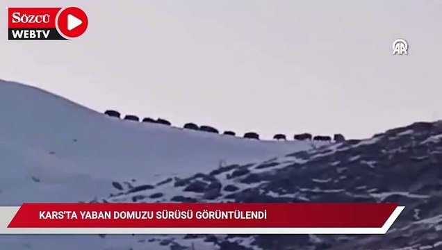 Yaban domuzu sürüsü görüntülendi