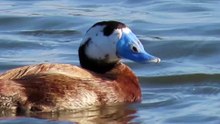 Malvasía cabeciblanca Oxyura leucocephala.Laguna de Navaseca