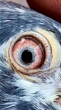 Subscribe Our YouTube Channel For Complete Videos youtube.com/@PakistanPigeonAssociation