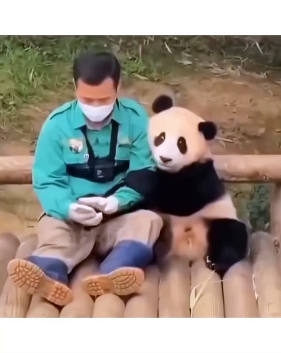 🐼 **Unleashing the Charm of Pandas!** 🐼 Join us on this adorable journey