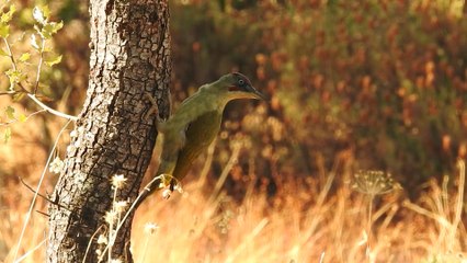Pito ibérico Picus sharpei 1ªParte