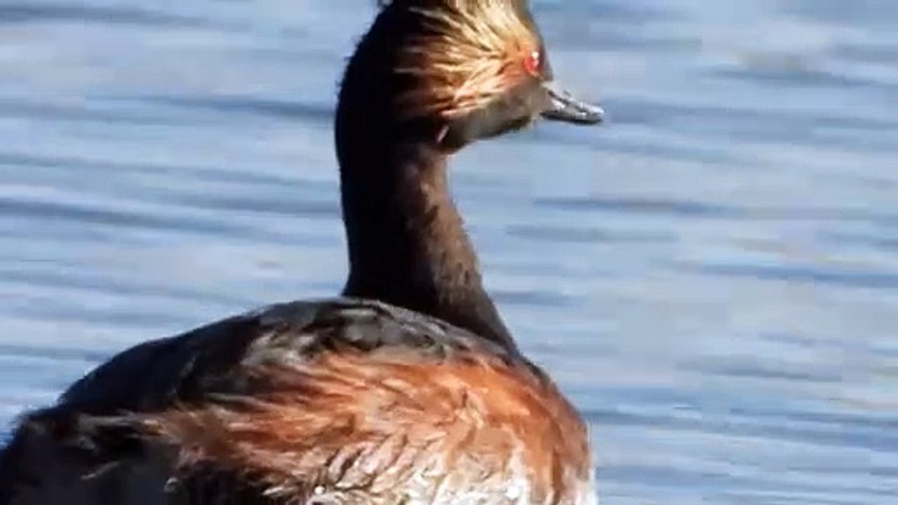 Zampullín cuellinegro Podiceps nigricollis .Laguna de Navaseca