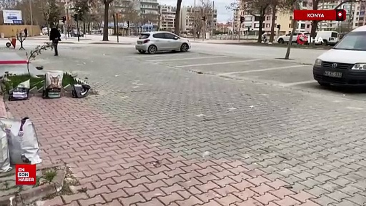 Konya'da sahipsiz köpekler kediyi parçaladı