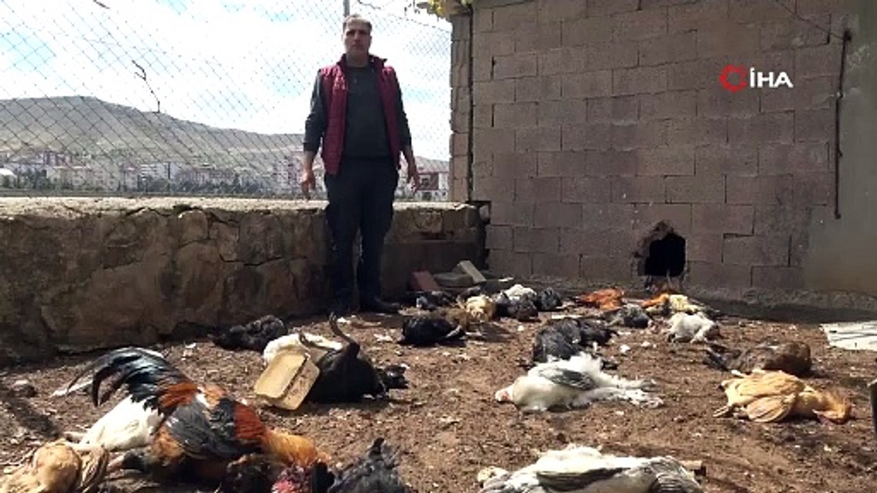 Batman’da kümese giren yırtıcı hayvan 80 tavuğu telef etti