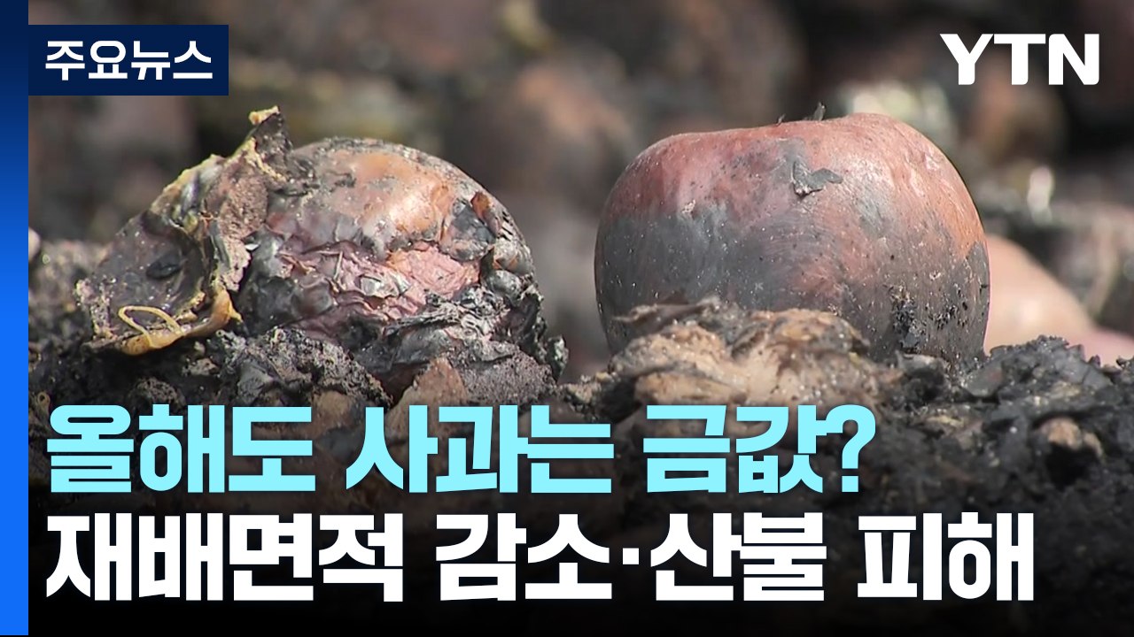 올해도 금사과?...재배면적 감소에 산불 피해까지 / YTN