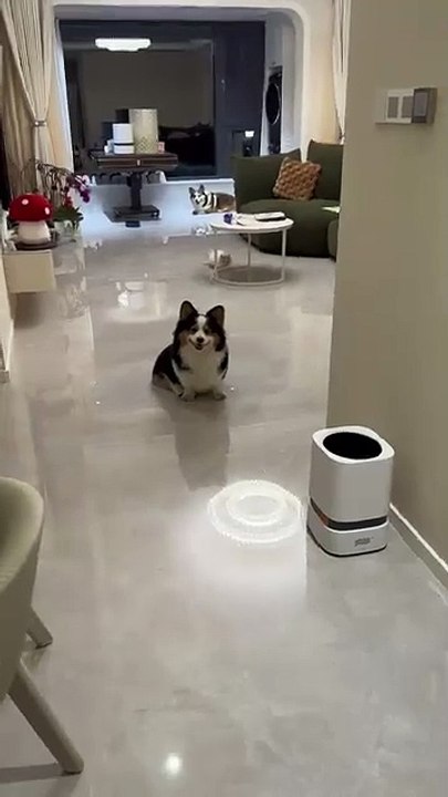 Bucket Bear Bucket