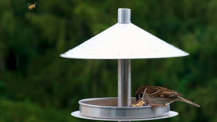 Small bird happy and eating beans and enjoy with singing song