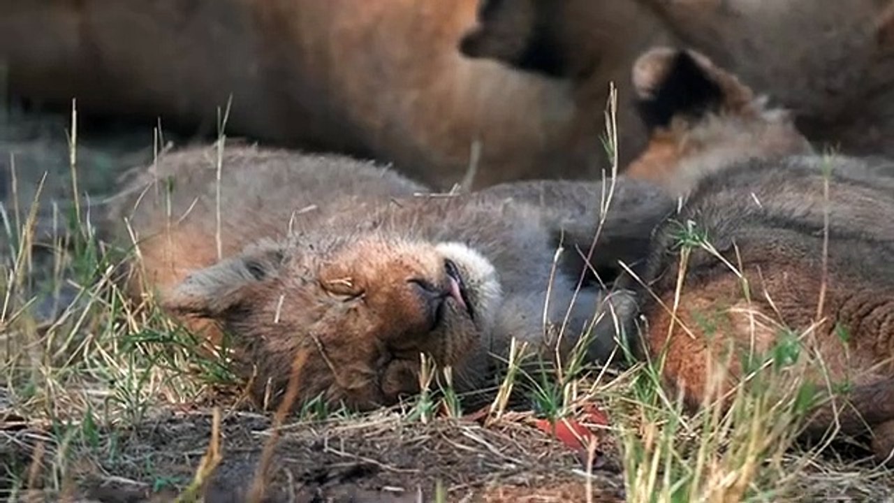 Trip to Botswana | Safari in Okavango Delta, Chobe National Park