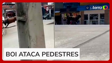 Boi escapa de caminhão e ataca pedestres em rodovia de AL; mulher ficou ferida