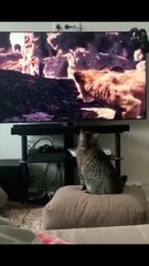 A cat knows who his relatives are