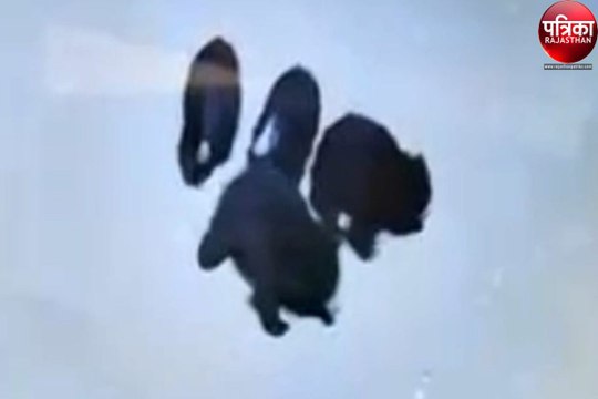 Mount Abu News : रात के अंधेरे में होटल में घुसे चार भालू, मचा हड़कंप, होटलकर्मी पर हमला, देखें वीडियो...